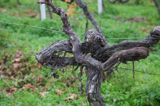 20081009_24_pfalz_rebstock.jpg