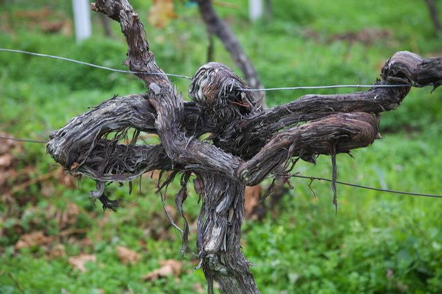 20081009_26_pfalz_rebstock.jpg