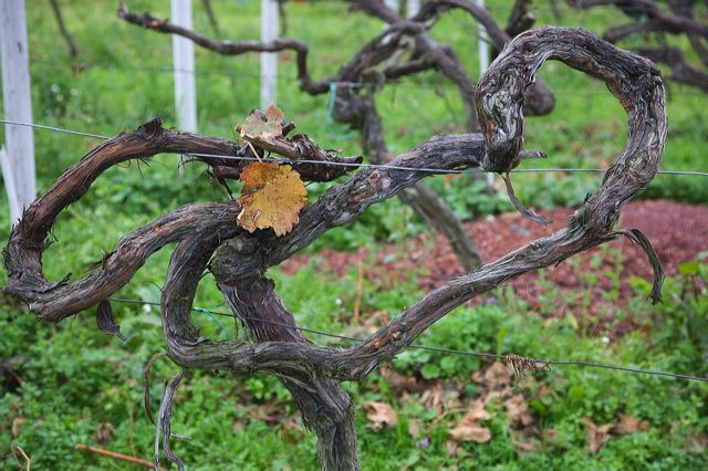 20081009_29_pfalz_rebstock.jpg
