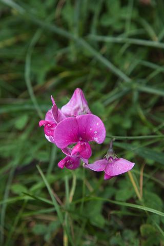 20081009_69_pfalz_blume.jpg