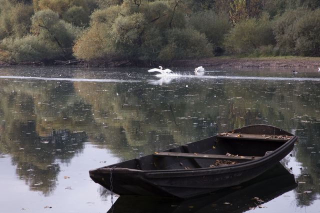 20081010_35_altrhein_schwan.jpg