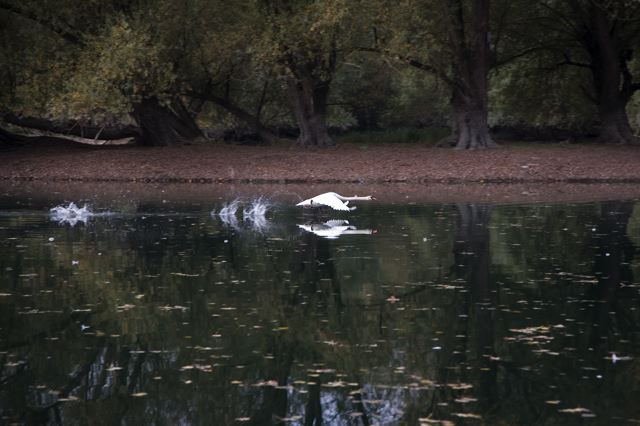 20081010_36_altrhein_schwan.jpg