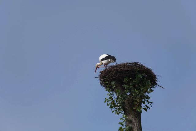 20081010_51_storchennest.jpg