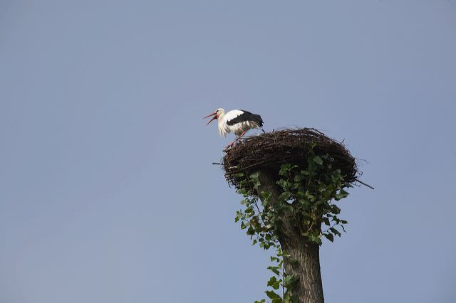 20081010_52_storchennest.jpg