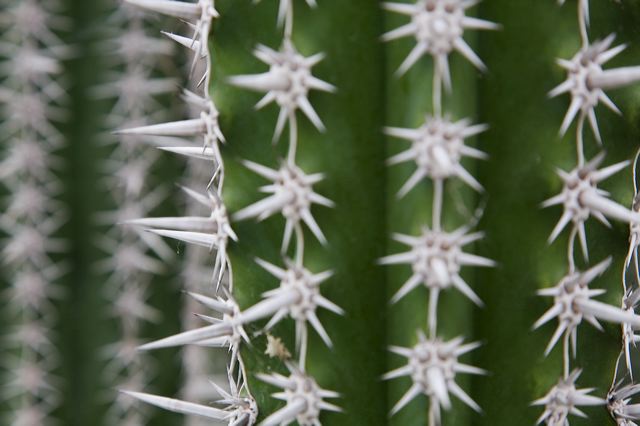 20081011_43_kakteenlan_e090.jpg