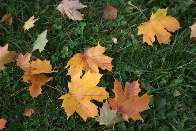 20081011_48_herbstblatter.jpg