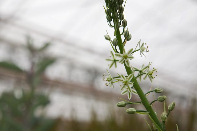 20081011_65_kakteenlan_e0a2.jpg