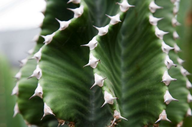 20081011_80_kakteenlan_e0ae.jpg