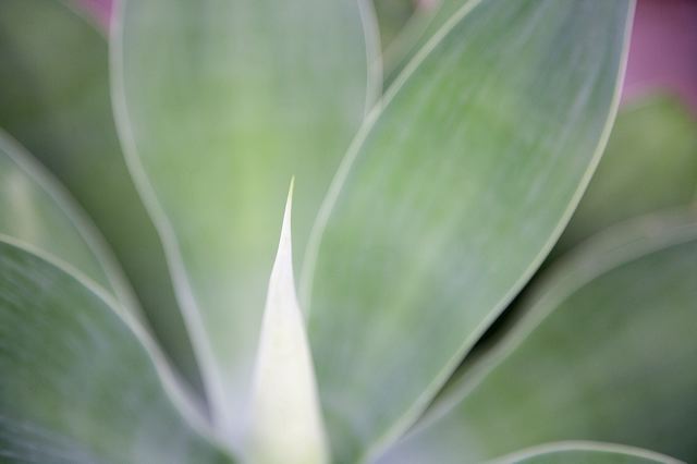 20081011_84_kakteenlan_e0b1.jpg