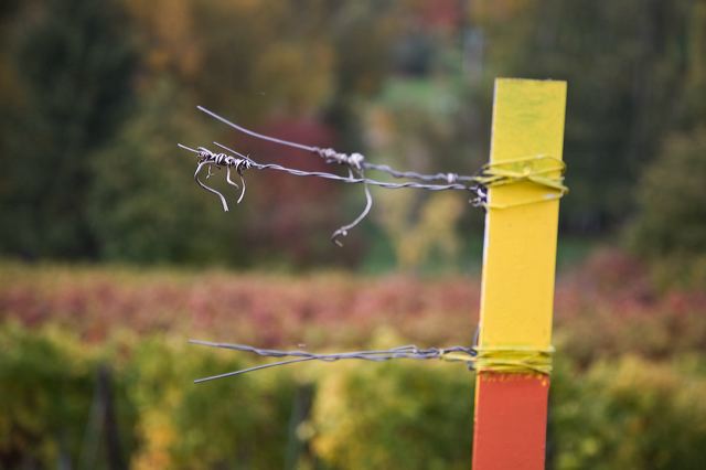 20081012_012_weinberg_draht.jpg