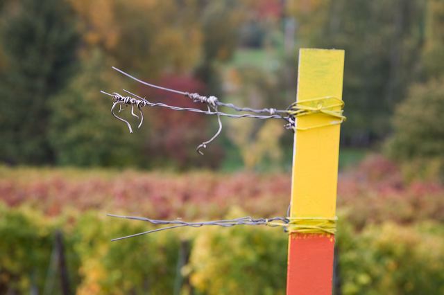 20081012_013_weinberg_draht.jpg