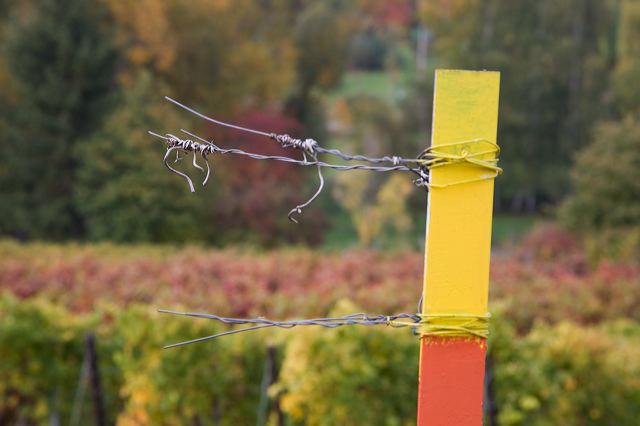 20081012_014_weinberg_draht.jpg