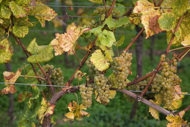 20081012_017_weintrauben.jpg