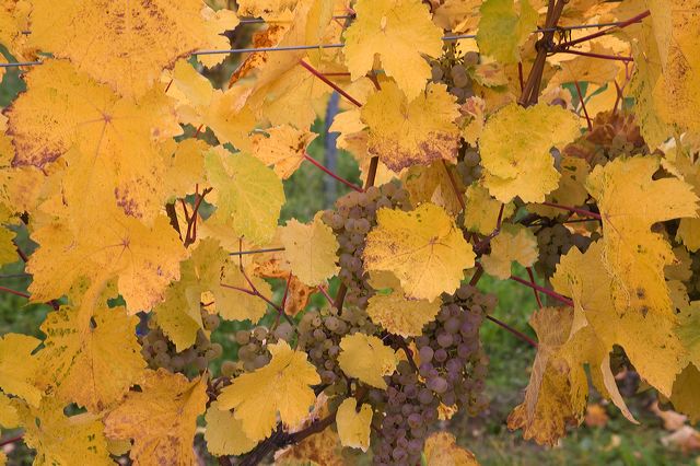 20081012_018_weintrauben.jpg