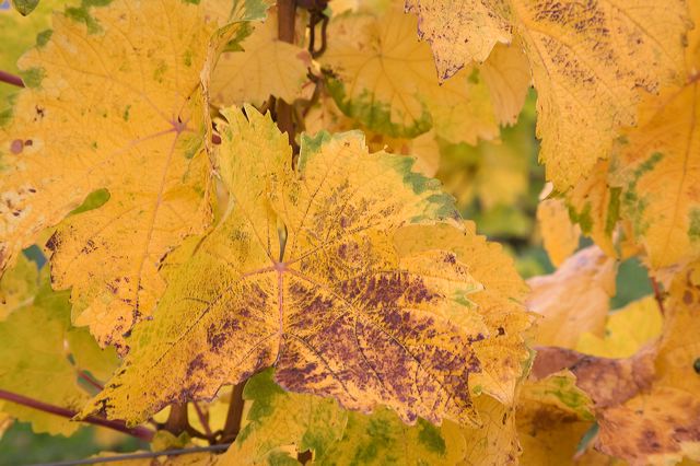 20081012_023_weinblatter.jpg