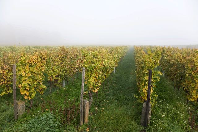 20081013_081_weinberg_nebel.jpg