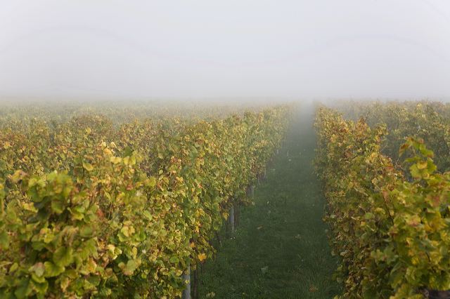 20081013_082_weinberg_nebel.jpg
