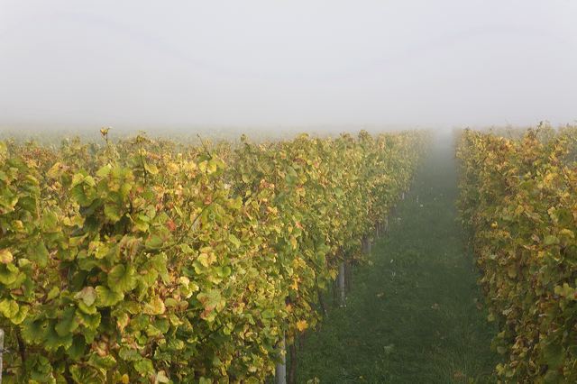 20081013_088_weinberg_nebel.jpg