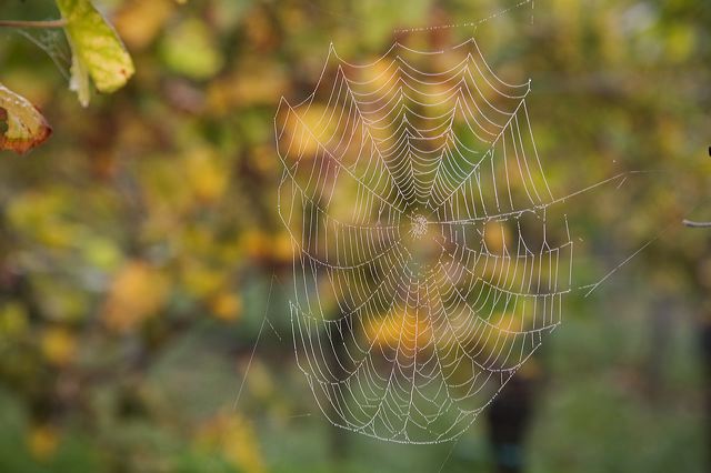 20081013_104_weintraub_e146.jpg