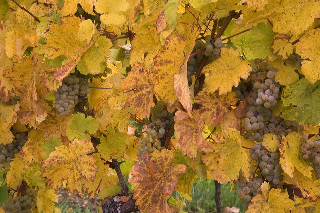 20081013_116_weintrauben.jpg