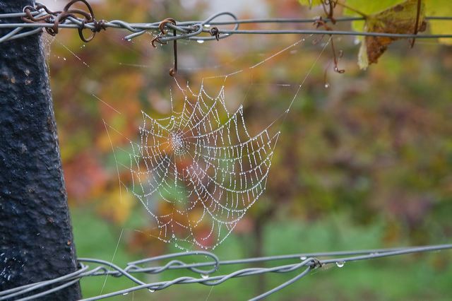 20081013_122_weinberg__e158.jpg