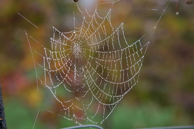 20081013_123_weinberg__e159.jpg
