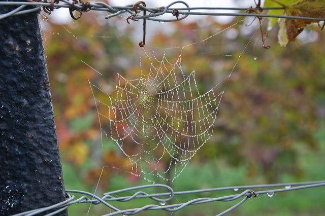 20081013_124_weinberg__e15a.jpg