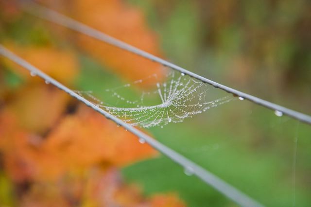 20081013_127_weinberg__dd40.jpg