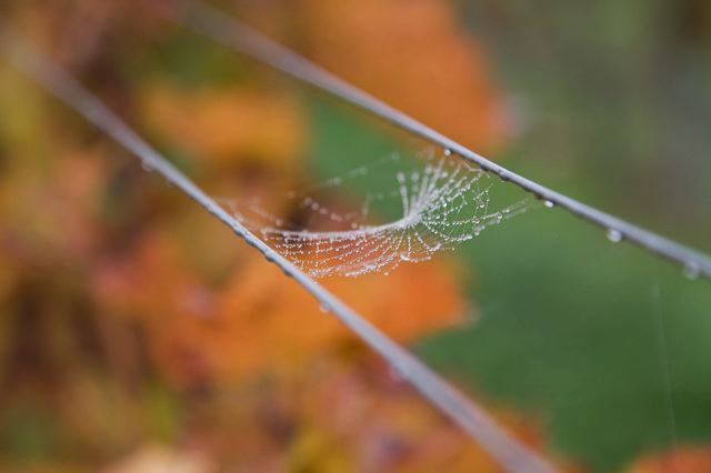 20081013_128_weinberg__e188.jpg