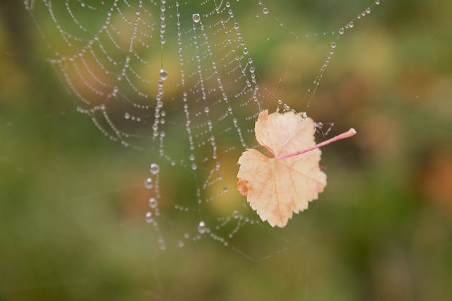 20081013_134_weinberg__e18e.jpg