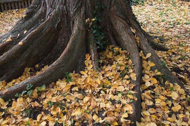 20081013_21_baum.jpg