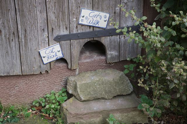 20081013_26_katzen.jpg