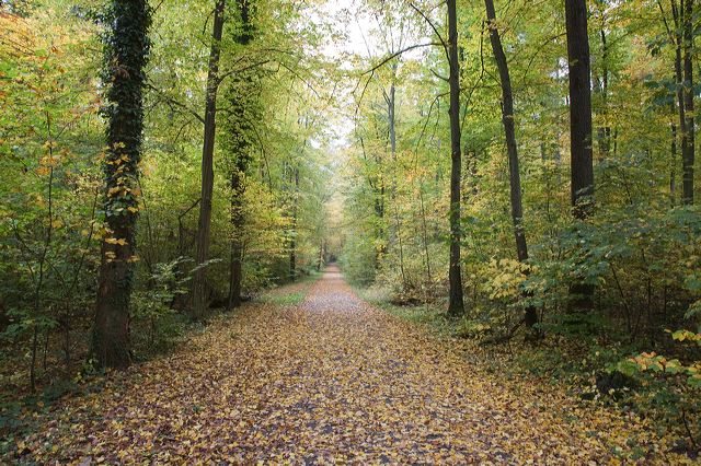 20081014_37_herbst_wald.jpg