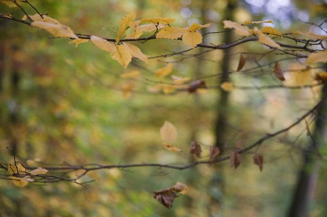 20081014_47_herbst_wald.jpg
