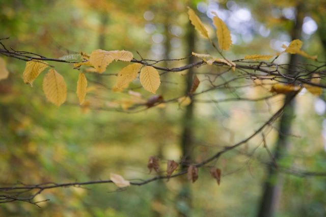 20081014_54_herbst_wald.jpg