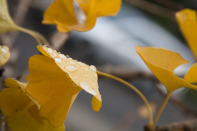 _mg_6988.jpg