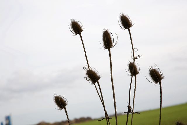 _mg_7242.jpg
