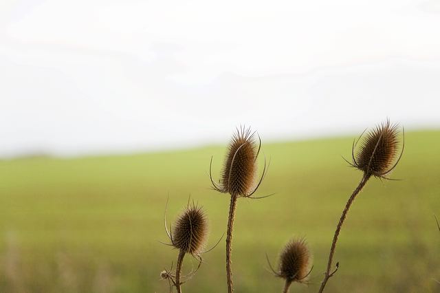 _mg_7243.jpg