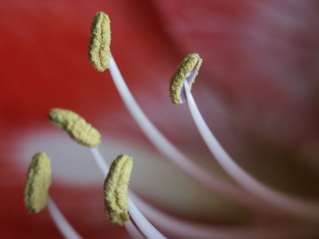 amarillis_02.jpg