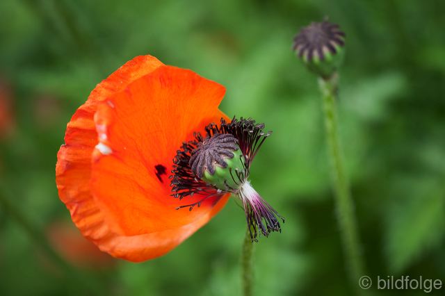 _mg_9940.jpg