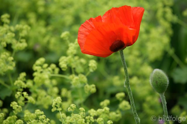 _mg_9943.jpg