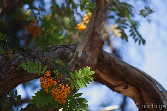 _mg_1332.jpg