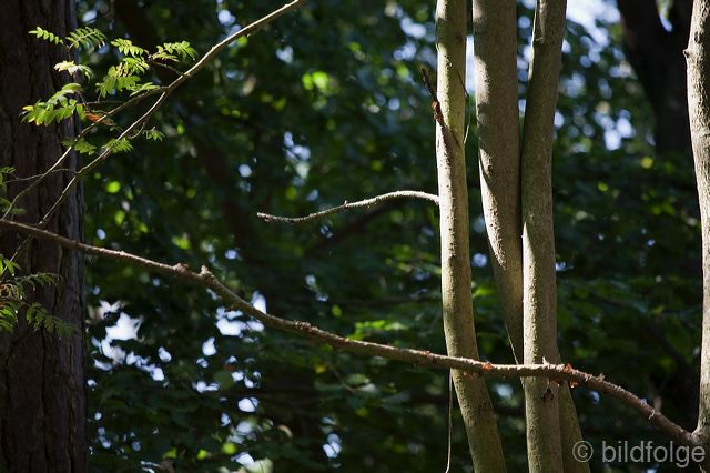 _mg_1333.jpg