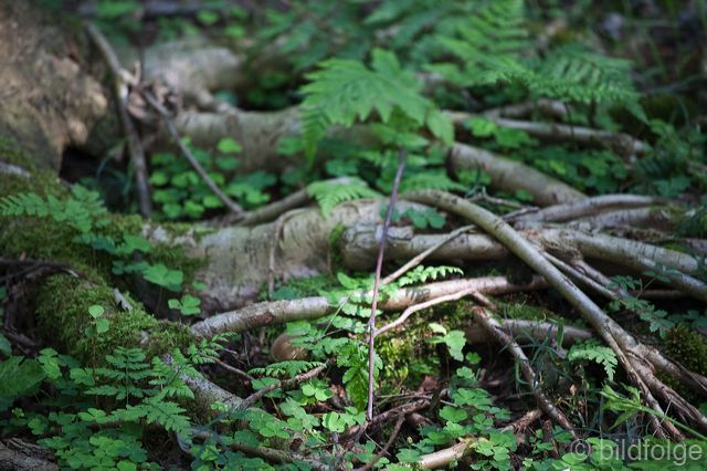 _mg_1337.jpg