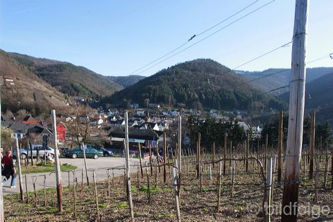 _mg_2233.jpg