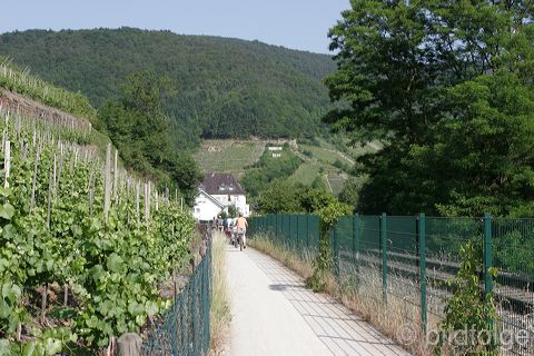 rech_383.jpg