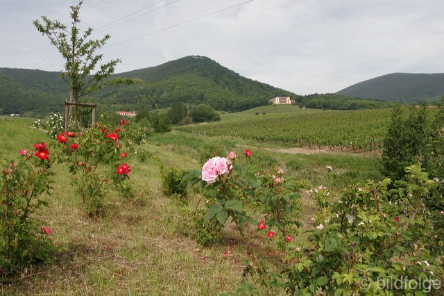 _mg_4307.jpg