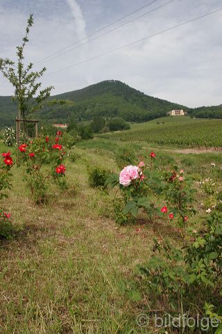 _mg_4308.jpg