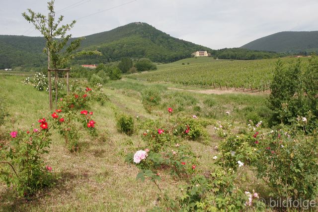 _mg_4311.jpg
