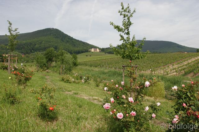 _mg_4316.jpg